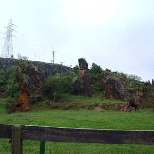 Dromedary Enclosure at Cabarceno, 11/06/15