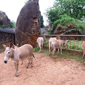 Somali Wild Asses at Cabarceno, 11/06/15
