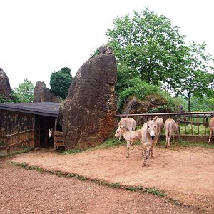Somali Wild Asses at Cabarceno, 11/06/15