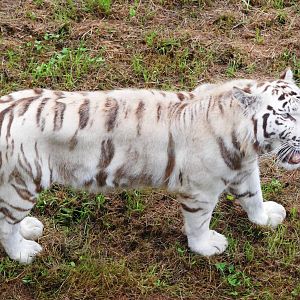 White Tiger at Cabarceno, 11/06/15