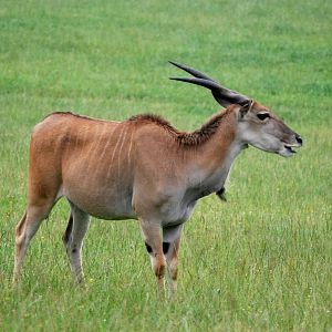 Common Eland at Cabarceno, 11/06/15
