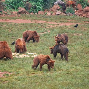 European Brown Bears at Cabarceno, 11/06/15