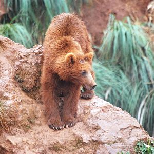 European Brown Bear at Cabarceno, 11/06/15