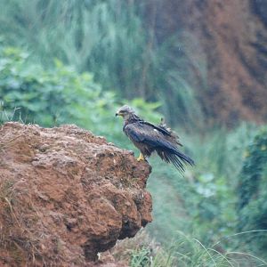 Wild Black Kite at Cabarceno, 11/06/15