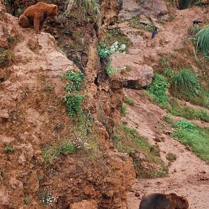 European Brown Bears at Cabarceno, 11/06/15