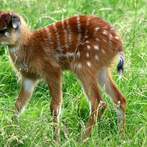 Young sitatunga; Whipsnade; 27th June 2015