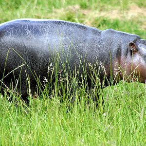 Young pygmy hippopotamus; Whipsnade; 27th June 2015
