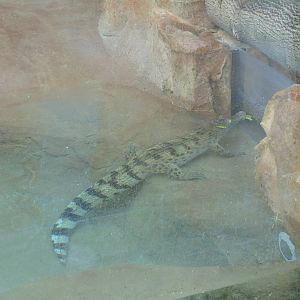 Philippine Crocodile