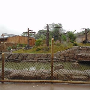 Siamang Exhibit