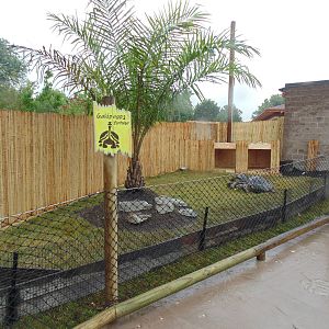 Galapagos Tortoise Exhibit