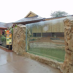 Visayan Warty Pig Exhibit