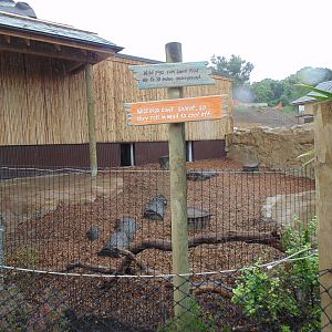 Visayan Warty Pig Exhibit