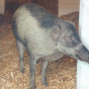 Visayan Warty Pig
