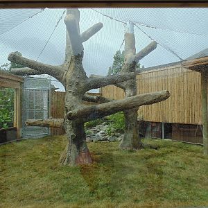 Clouded Leopard Exhibit