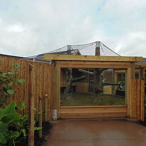 Clouded Leopard Exhibit
