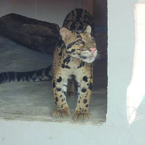 Clouded Leopard