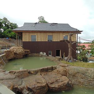 indoor Holding Siamang Back side of Siamang Exhibit
