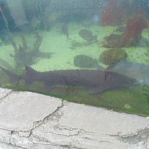 Lake Sturgeon