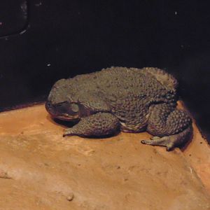 Marine Toad