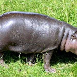 Young pygmy hippopotamus; Whipsnade; 27th June 2015