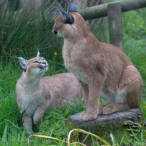 Caracal : Exmoor Zoo : 22 May 2015