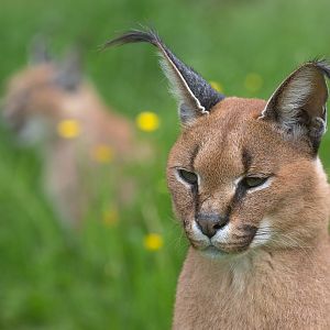 Caracal : Exmoor Zoo : 22 May 2015