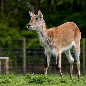 Kafue Flats lechwe : Exmoor Zoo : 22 May 2015