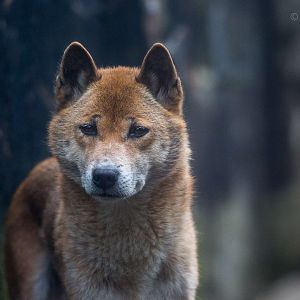New Guinea singing dog : Exmoor Zoo : 22 May 2015