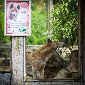 New Guinea singing dog : Exmoor Zoo : 22 May 2015