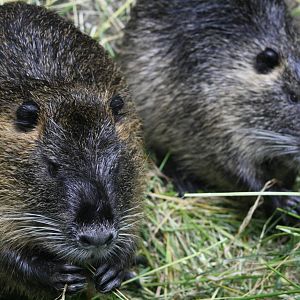 Capyus (Beverratten)