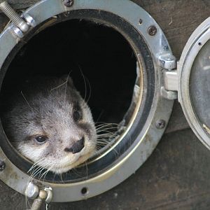 Asian Small Clawed Otter