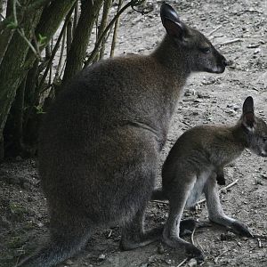 Wallaby and Joey.