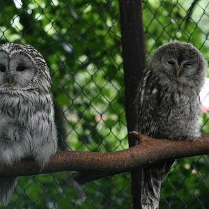 Owl ID