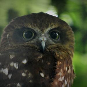 Morepork