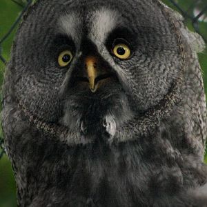 Great Gray Owl