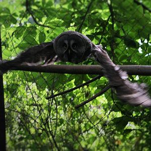 Great Gray Owl in Flight
