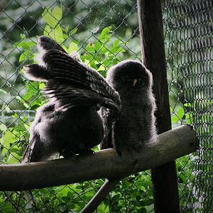 Great Gray Owl Chicks.