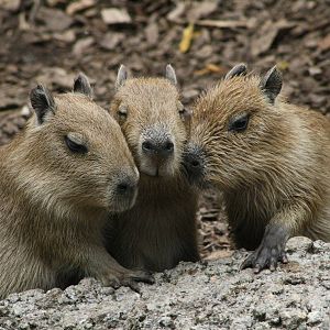 Capybara Babies.