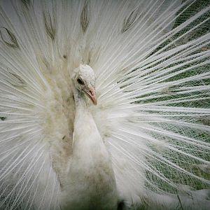 White Peacock