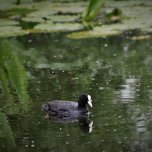 Eurasian Coot
