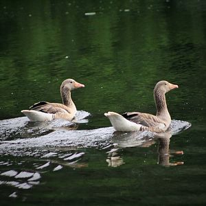 Greylag Goose