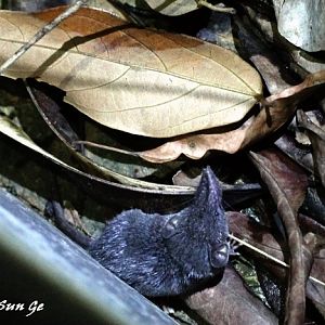 Asian grey shrew