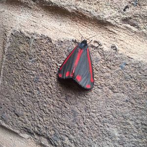 Cinnabar moth