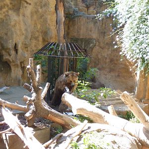 Brown Bear, 17 June 2015