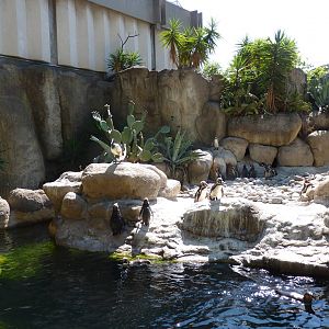 Humboldt Penguins, 17 June 2015