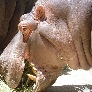 Common Hippo, 17 June 2015