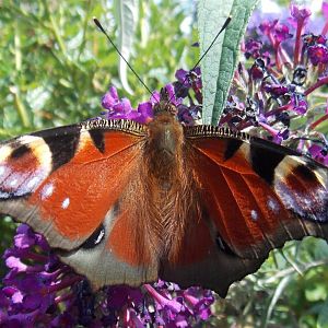 Peacock Butterfly