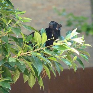 Red-handed Tamarin, 17 June 2015