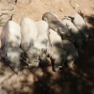 A pile of Warthogs, 17  June 2015