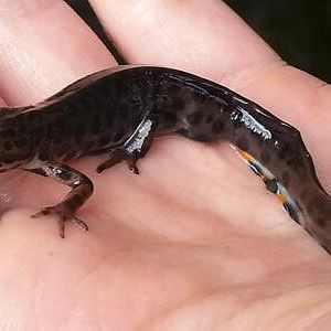 Smooth newt